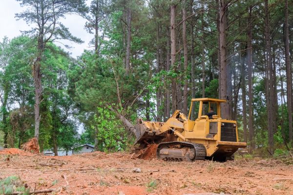 Cost of Forestry Clearing in Ogden