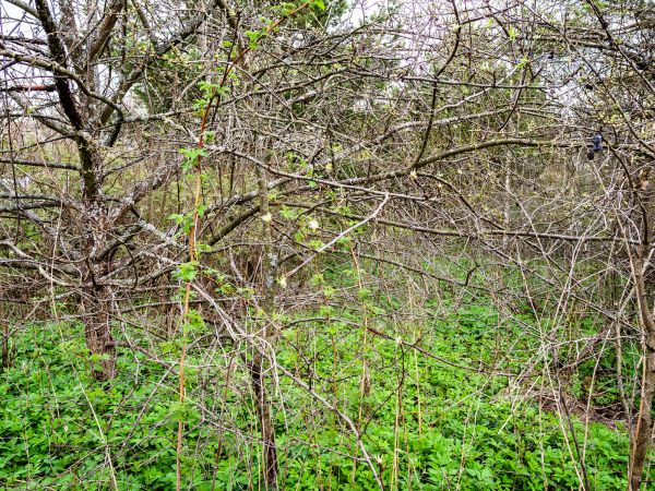 Underbrush Clearing in Ogden