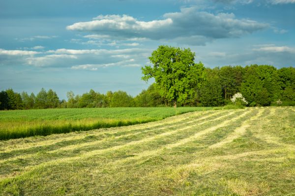 Cost of Vegetation Removal in Ogden