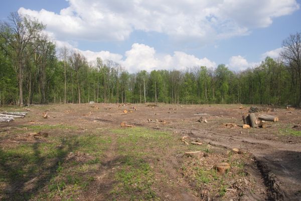 Cost of Pasture Clearing in Ogden