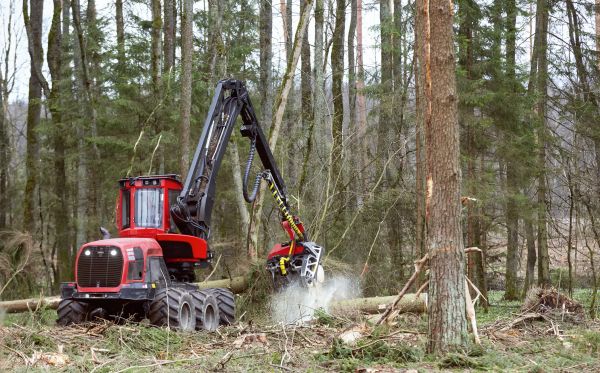 Cost of Forest Clearance Service in Ogden