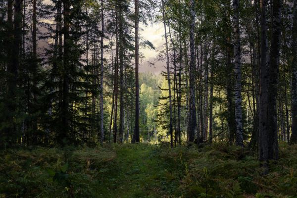 Cost of Pine Tree Clearing in Ogden