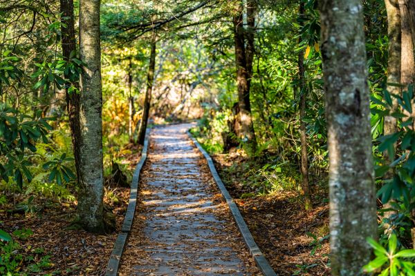 Cost of Trail Clearing in Ogden